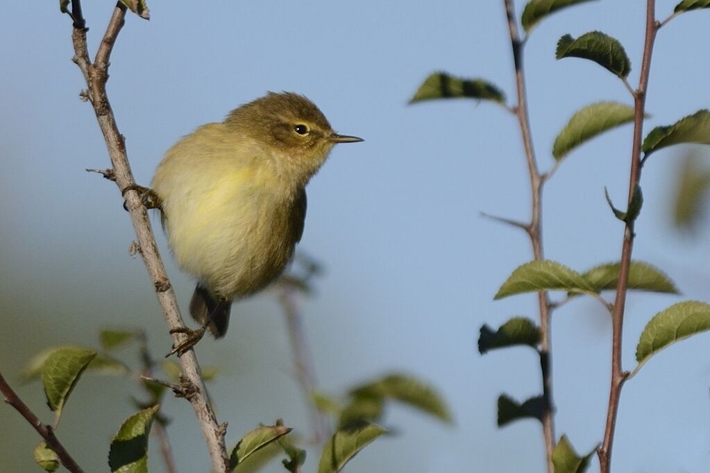 Common Chiffchaffadult post breeding