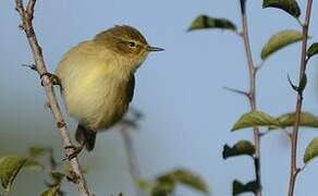 Common Chiffchaff