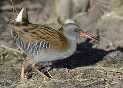 Water Rail