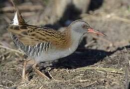 Water Rail