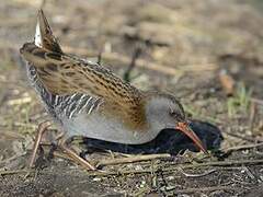 Water Rail