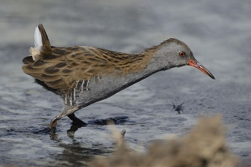 Water Railadult post breeding