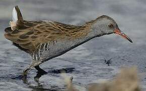 Water Rail