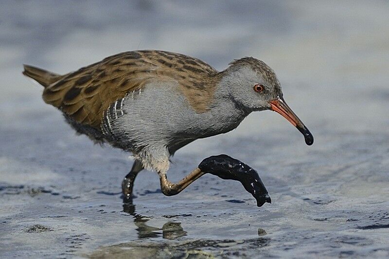 Water Railadult post breeding