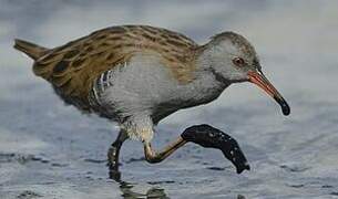 Water Rail