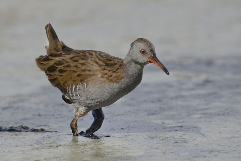 Water Railadult post breeding