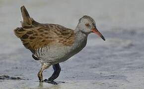 Water Rail