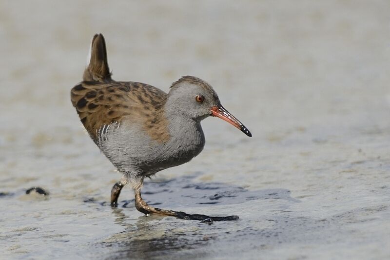 Water Railadult post breeding