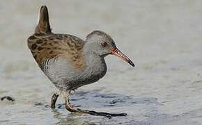 Water Rail