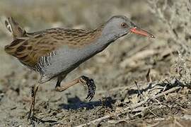 Water Rail