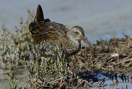 Water Rail