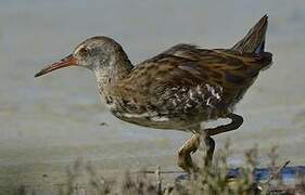 Water Rail