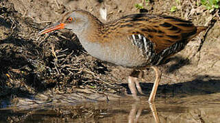 Water Rail