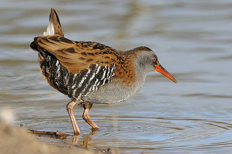 Water Rail