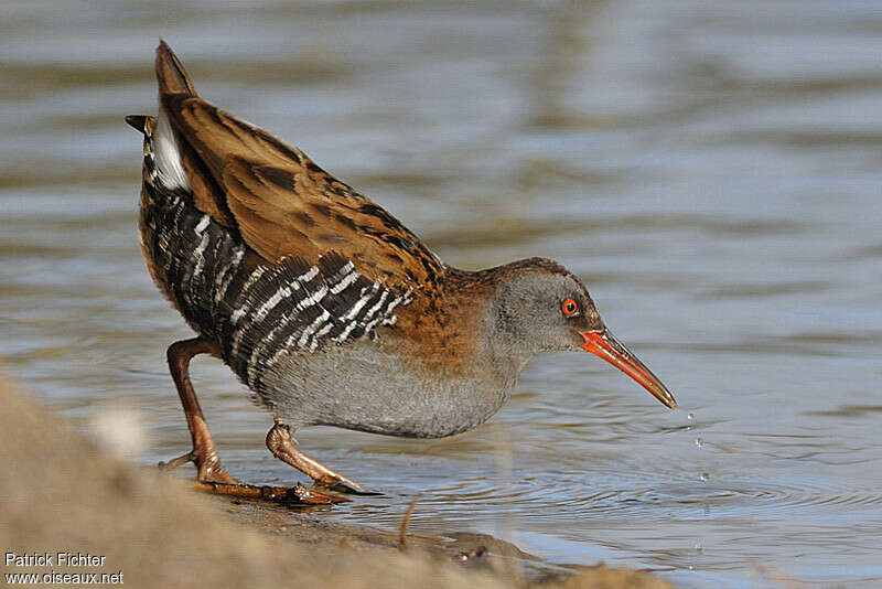 Water Railadult, Behaviour