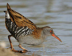 Water Rail