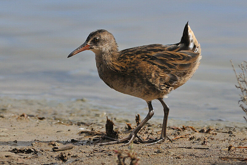 Water Railjuvenile