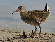 Water Rail