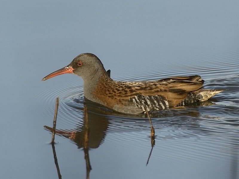 Râle d'eauadulte