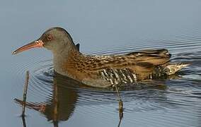 Water Rail