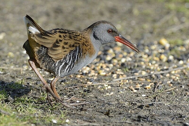 Water Railadult post breeding