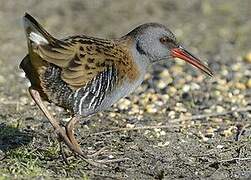 Water Rail