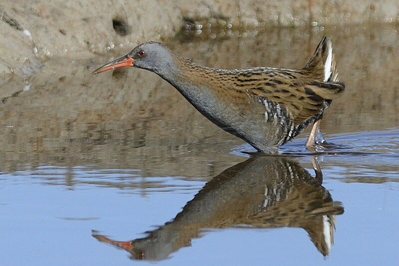 Water Railadult