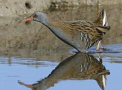 Water Rail