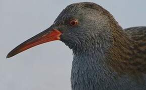 Water Rail