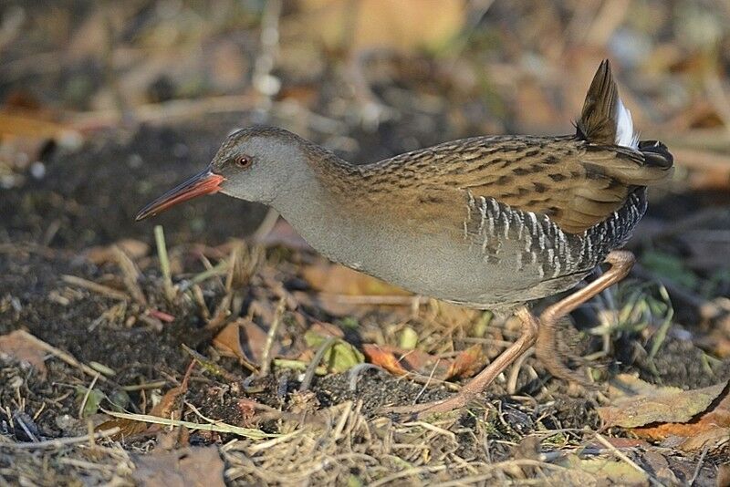 Water Railadult post breeding