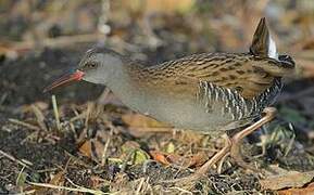 Water Rail