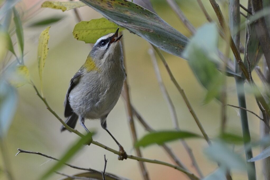 Common Firecrestadult post breeding, eats