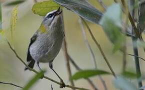 Common Firecrest