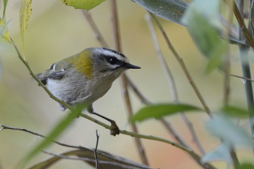 Common Firecrestadult post breeding, close-up portrait