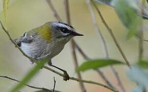 Common Firecrest