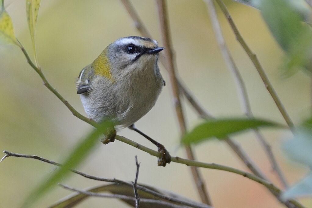 Common Firecrestadult post breeding, identification