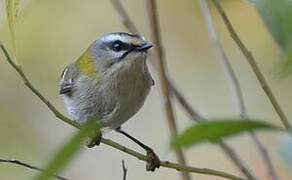 Common Firecrest