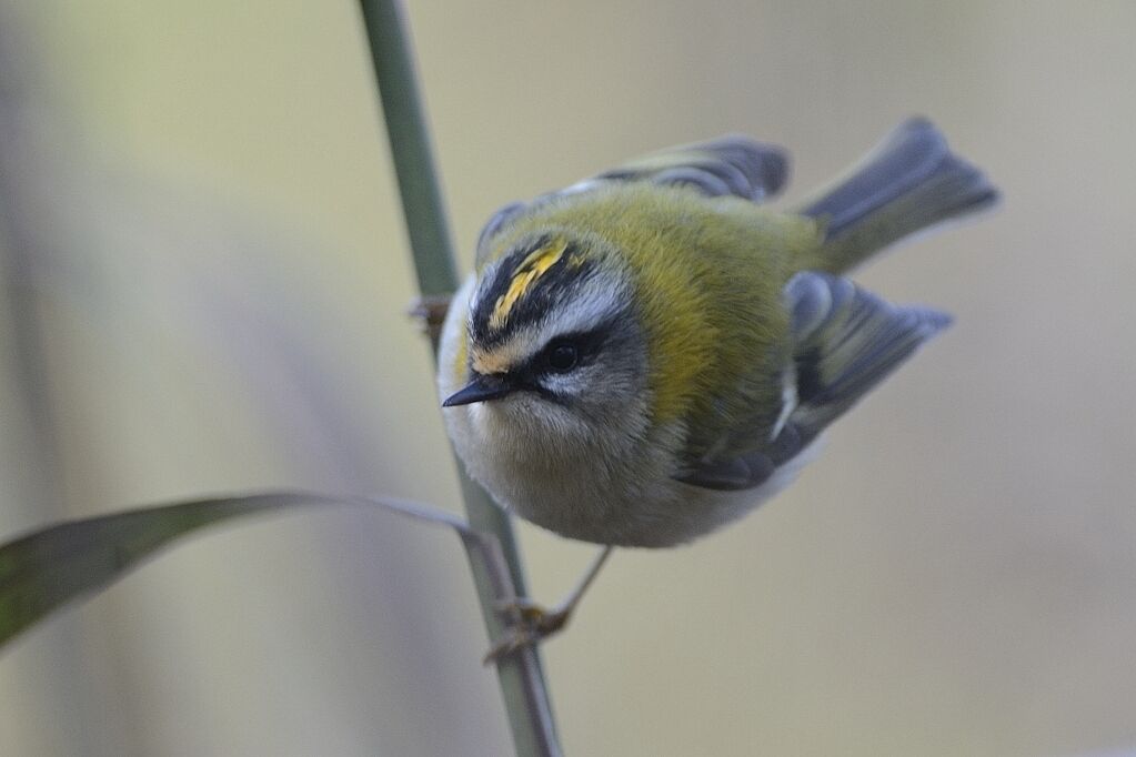 Common Firecrestadult post breeding, identification