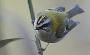 Common Firecrest