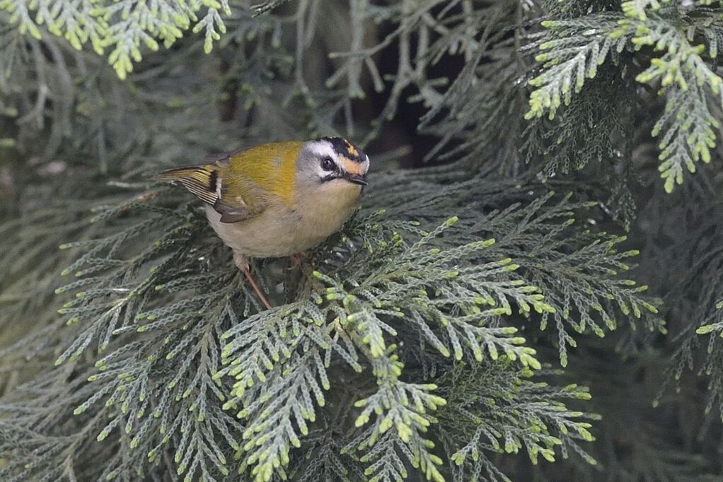 Common Firecrest male adult breeding