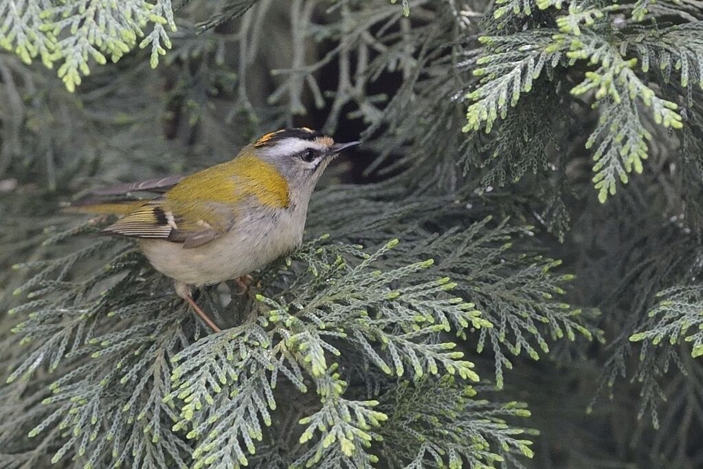 Common Firecrest male adult breeding