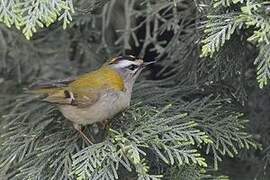 Common Firecrest