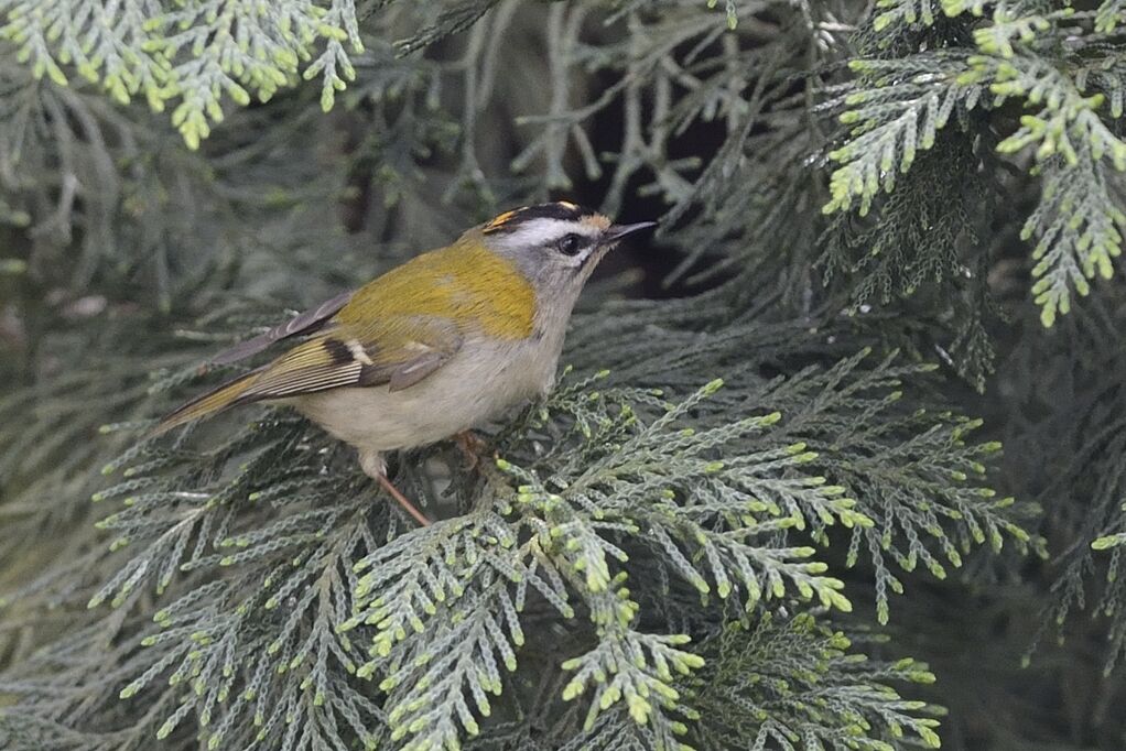 Common Firecrest male adult breeding