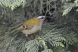 Common Firecrest