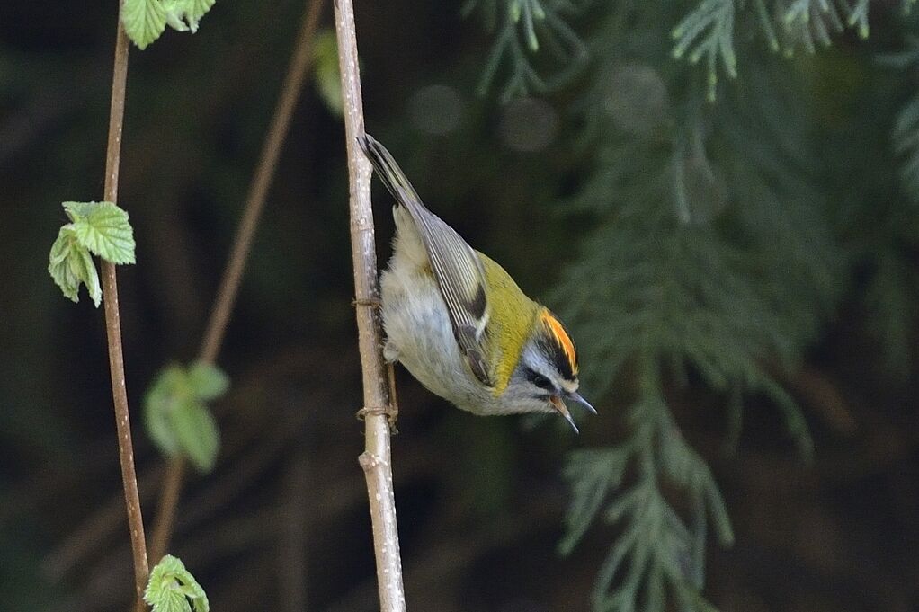 Common Firecrestadult breeding, habitat