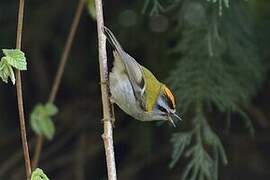 Common Firecrest