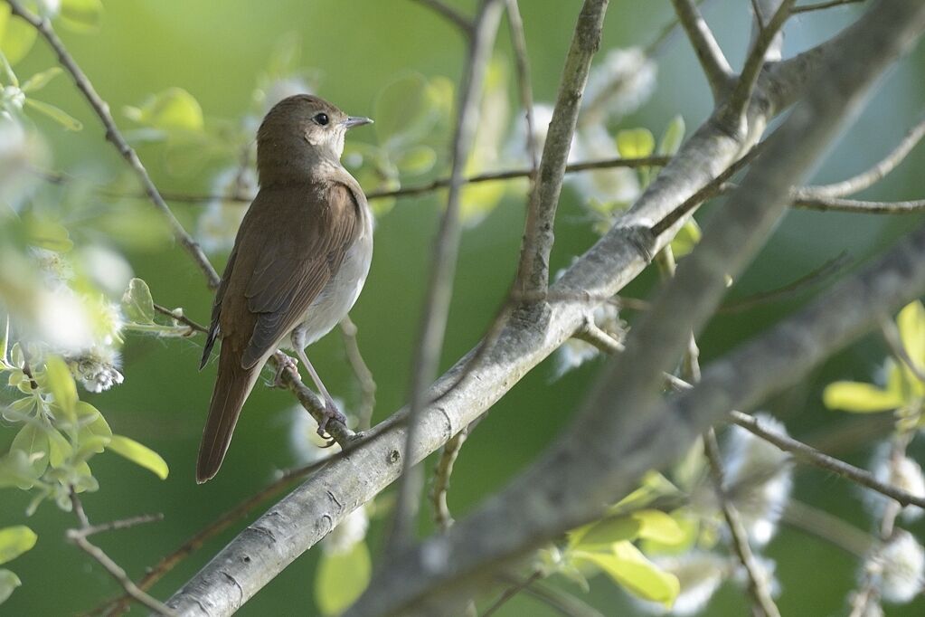 Common Nightingaleadult, camouflage