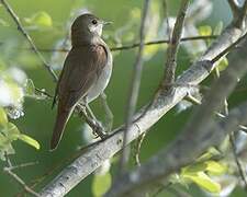 Common Nightingale