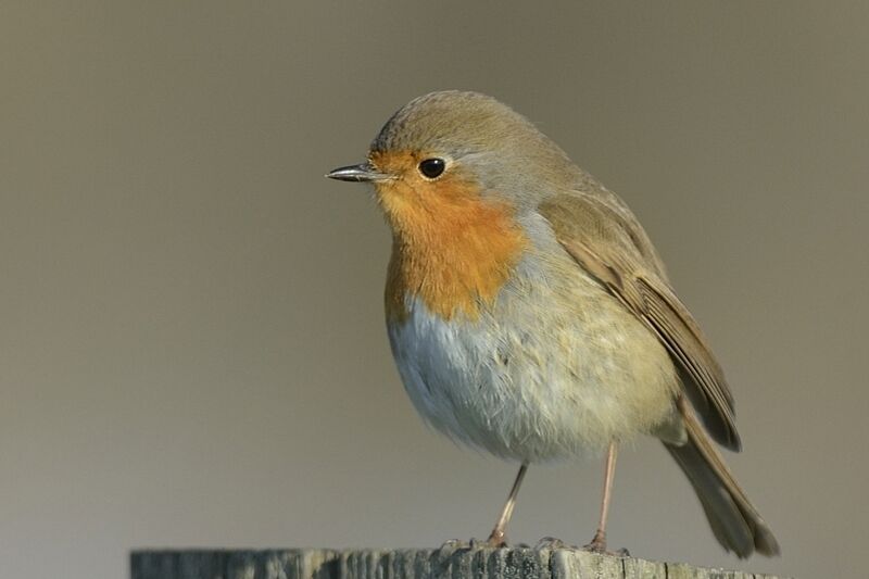 European Robinadult