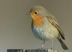 European Robin